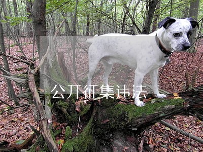 公开征集违法 公开征集违法