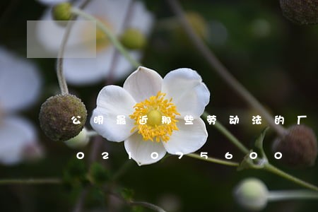 公明最近那些劳动法的厂在招聘/2023021075600 公明最近那些劳动法的厂在招聘/2023021075600