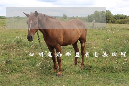 公明道路哪里有违法拍照 公明道路哪里有违法拍照