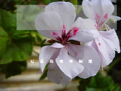 公正与律师制度 公正与律师制度