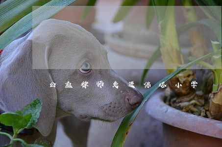 公益律师走进佛塔小学 公益律师走进佛塔小学