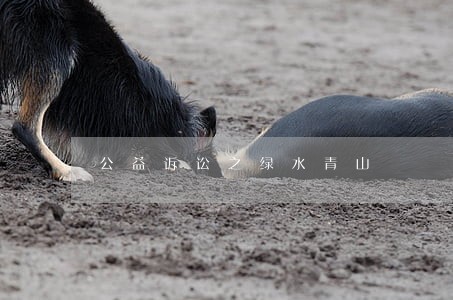 公益诉讼之绿水青山 公益诉讼之绿水青山
