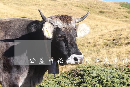 公益诉讼刑事附带民事讨论 公益诉讼刑事附带民事讨论
