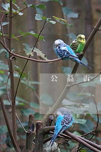 公益诉讼撤诉条件