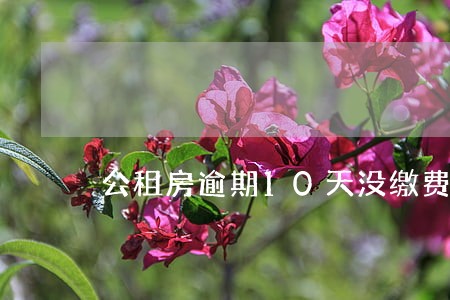 公租房逾期10天没缴费 公租房逾期10天没缴费
