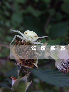 公积金五年逾期12个 公积金五年逾期12个