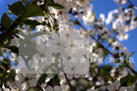 公积金六次逾期不能贷款 公积金六次逾期不能贷款