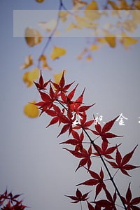 公积金提前只还本金吗 公积金提前只还本金吗