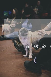 公积金提前贷款只还本金吗 公积金提前贷款只还本金吗