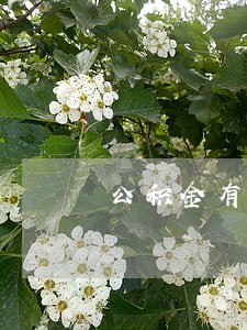 公积金有5次逾期还款 公积金有5次逾期还款