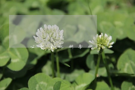 公积金比例条例 公积金比例条例