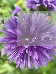 公积金贷款信用卡能逾期多少次 公积金贷款信用卡能逾期多少次