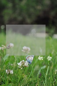 公积金贷款信用卡逾期能批 公积金贷款信用卡逾期能批