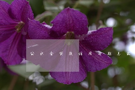 公积金贷款信用逾期怎么办