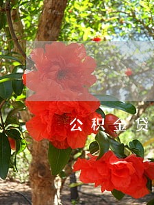 公积金贷款审核信用逾期吗 公积金贷款审核信用逾期吗