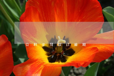 公积金贷款已逾期 公积金贷款已逾期
