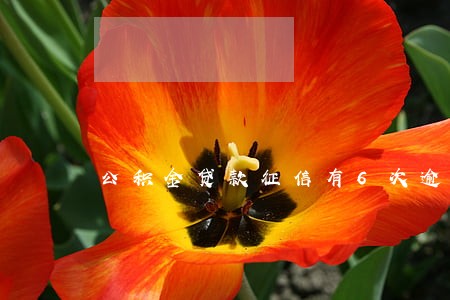 公积金贷款征信有6次逾期 公积金贷款征信有6次逾期