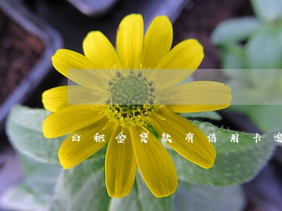 公积金贷款有信用卡逾期 公积金贷款有信用卡逾期