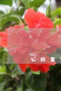 公积金贷款有逾期怎么办理 公积金贷款有逾期怎么办理
