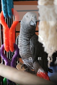 公积金贷款没还多久算逾期 公积金贷款没还多久算逾期