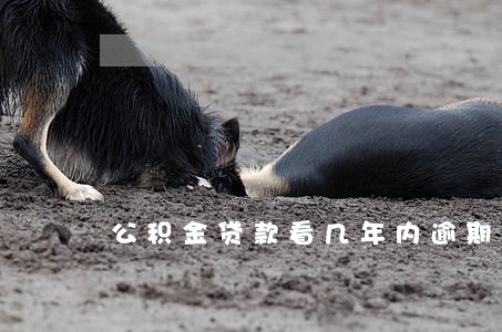 公积金贷款看几年内逾期 公积金贷款看几年内逾期