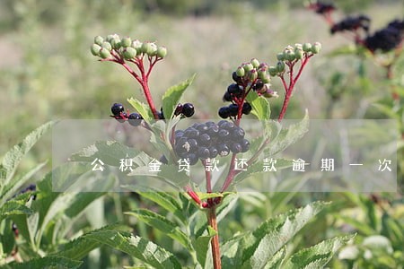 公积金贷款还款逾期一次诚信 公积金贷款还款逾期一次诚信