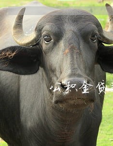 公积金贷款逾期4个月 公积金贷款逾期4个月