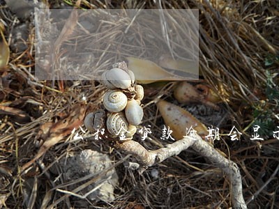 公积金贷款逾期会显示吗 公积金贷款逾期会显示吗