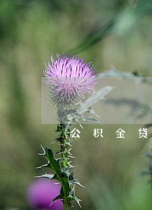 公积金贷款逾期日利率 公积金贷款逾期日利率