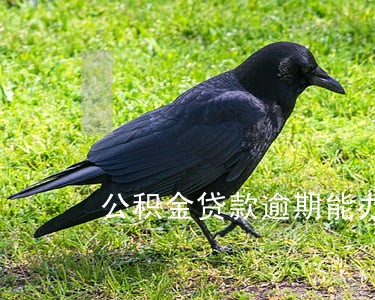 公积金贷款逾期能办理对冲吗 公积金贷款逾期能办理对冲吗