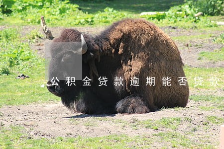公积金贷款逾期能否贷款 公积金贷款逾期能否贷款