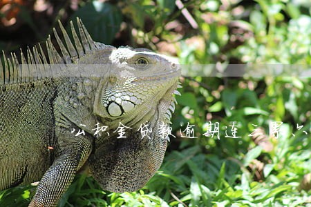 公积金贷款逾期连三累六 公积金贷款逾期连三累六