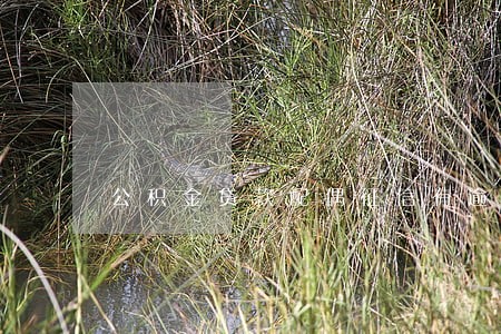 公积金贷款配偶征信有逾期离婚 公积金贷款配偶征信有逾期离婚