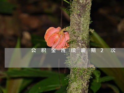 公积金连续逾期2次 公积金连续逾期2次