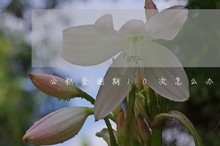 公积金逾期10次怎么办理 公积金逾期10次怎么办理