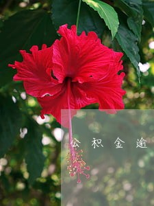 公积金逾期16次