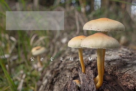 公积金逾期2块 公积金逾期2块