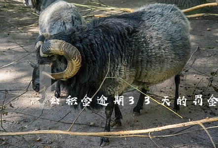 公积金逾期33天的罚金 公积金逾期33天的罚金