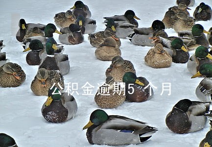 公积金逾期5个月 公积金逾期5个月