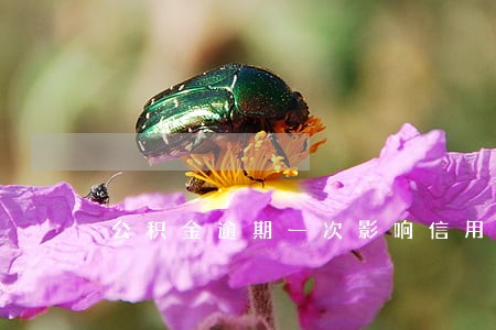 公积金逾期一次影响信用吗 公积金逾期一次影响信用吗