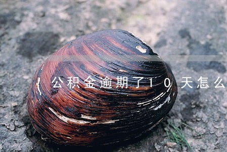 公积金逾期了10天怎么办 公积金逾期了10天怎么办