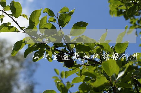 公积金逾期如何找银行开证明