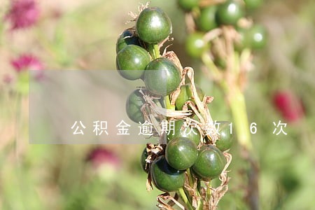 公积金逾期次数16次 公积金逾期次数16次