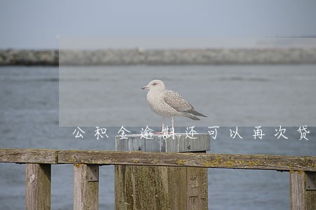 公积金逾期还可以再次贷款吗