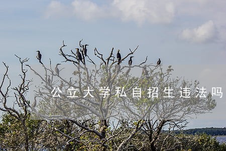 公立大学私自招生违法吗