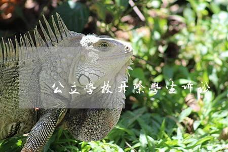 公立学校开除学生诉讼 公立学校开除学生诉讼