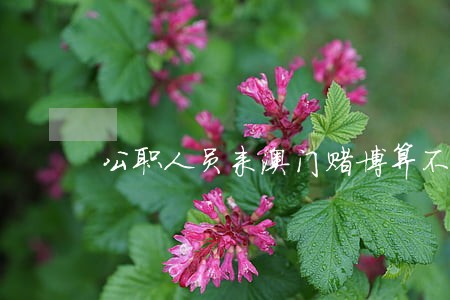 公职人员来澳门赌博算不算违法 公职人员来澳门赌博算不算违法