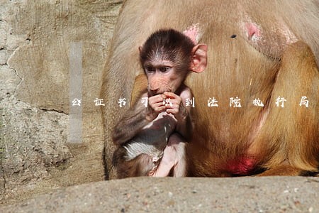 公证书可以到法院执行局强制执行 公证书可以到法院执行局强制执行
