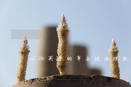 公证买过的车会被法院执行走 公证买过的车会被法院执行走