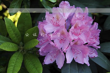 公证的诗句